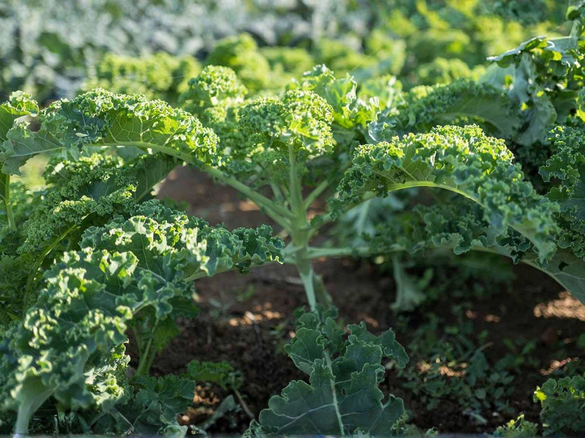 Dwarf Siberian Improved Kale Seeds – 500 Cold Hardy Heirloom Seeds for Planting