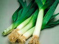 American Flag Leek Seeds – 100 Heirloom Vegetable Garden Seeds