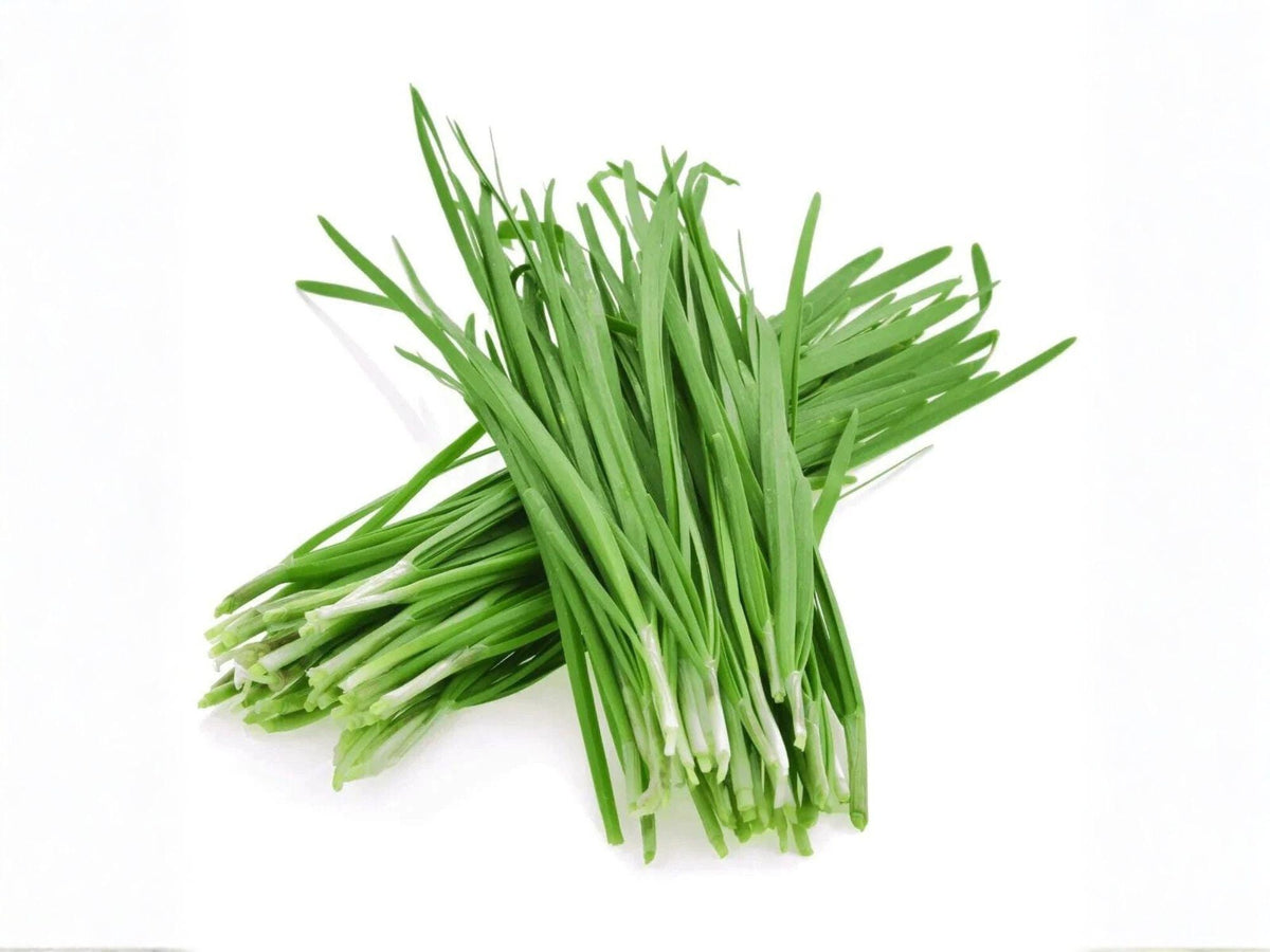 Flowering Chinese Leek Seeds – Garlic Chives for Herb Garden, Edible Perennial Vegetable