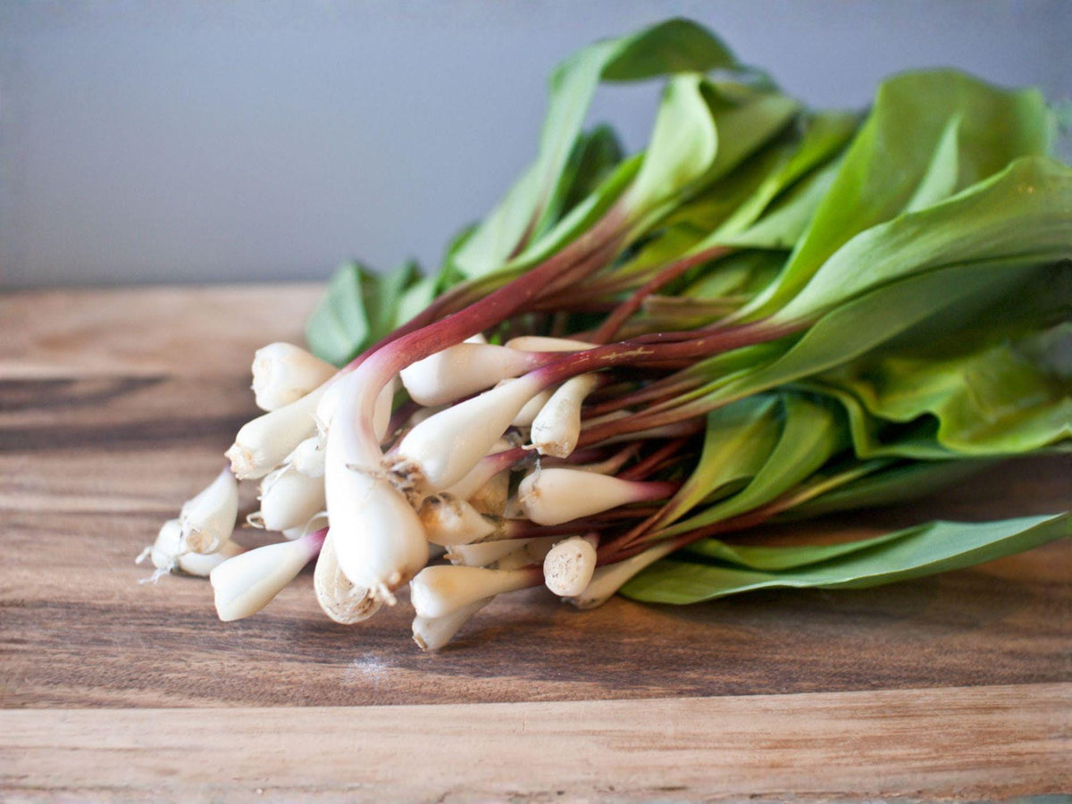Wild Leek Ramp Seeds – 10 Allium Tricoccum Heirloom Woodland Vegetable Seeds