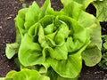 Buttercrunch Lettuce Seeds – 1000 Butterhead Heirloom Vegetable Garden Seeds