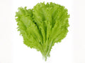 Black Seeded Simpson Lettuce Seeds – 1000 Heirloom Leaf Lettuce Seeds for Planting