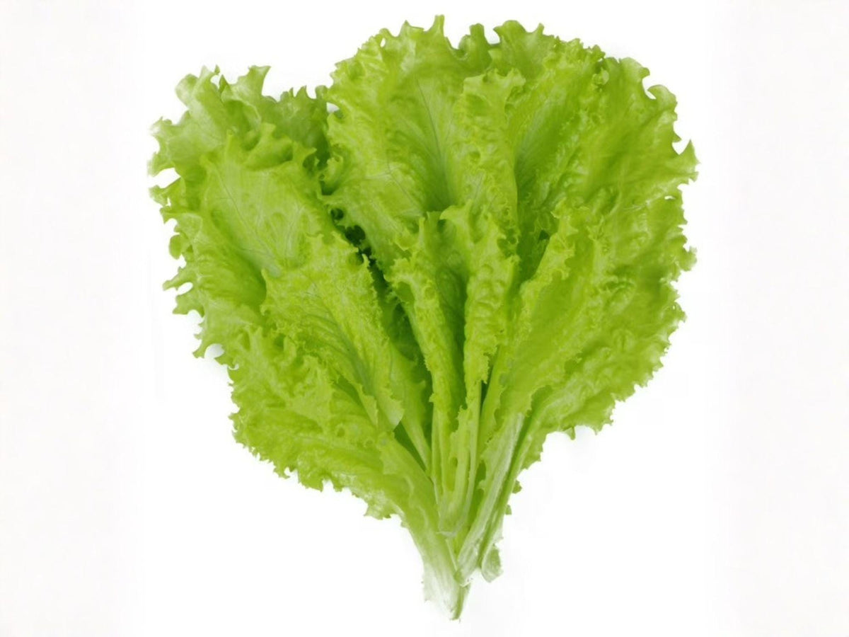 Black Seeded Simpson Lettuce Seeds – 1000 Heirloom Leaf Lettuce Seeds for Planting