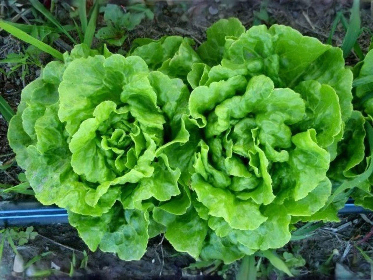 Tom Thumb Butterhead Lettuce Seeds – Heirloom Mini Bibb, Compact Garden Vegetable (1000 Seeds)
