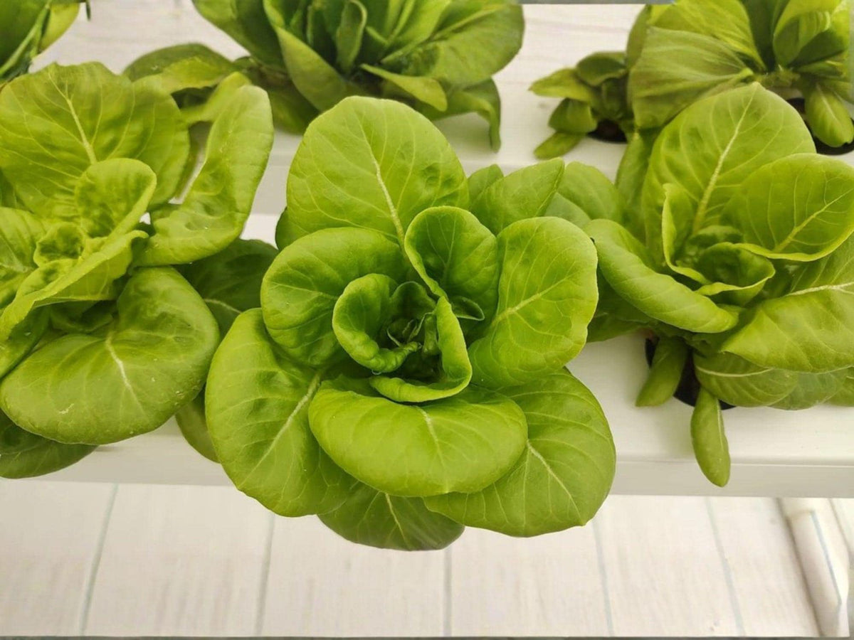 Bibb Butterhead Lettuce Seeds – 1000 Heirloom Garden Vegetable Seeds
