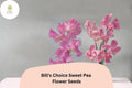 Bill's Choice Sweet Pea Seeds - Pink Climbing Flower, 50 Seeds