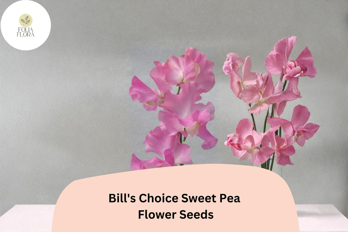 Bill's Choice Sweet Pea Seeds - Pink Climbing Flower, 50 Seeds