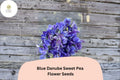 Blue Danube Sweet Pea Seeds 50 | Lathyrus odoratus Fragrant Blue Climbing Flower
