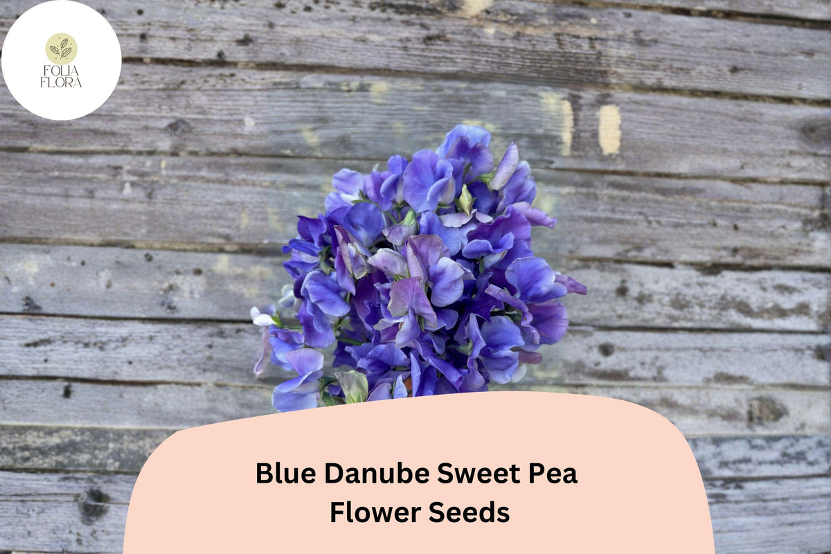 Blue Danube Sweet Pea Seeds 50 | Lathyrus odoratus Fragrant Blue Climbing Flower