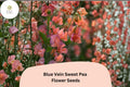 Blue Vein Sweet Pea Seeds 50 - Lathyrus odoratus Climbing Fragrant Orange Flower