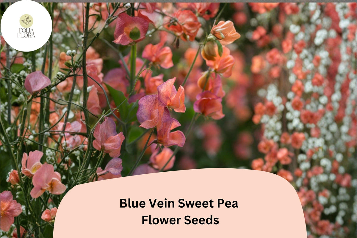 Blue Vein Sweet Pea Seeds 50 - Lathyrus odoratus Climbing Fragrant Orange Flower