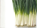 250 Tokyo Long Bunching Onion Seeds – Heirloom Green Onion Scallions