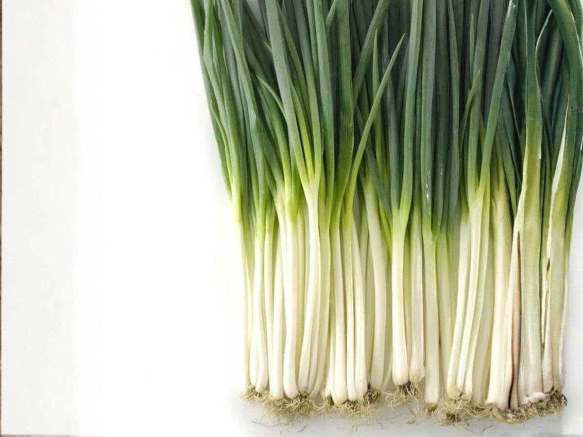 250 Tokyo Long Bunching Onion Seeds – Heirloom Green Onion Scallions