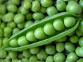 Dwarf Sugar Grey Snow Pea Seeds – Heirloom Edible Pod Vegetable (50 Seeds)