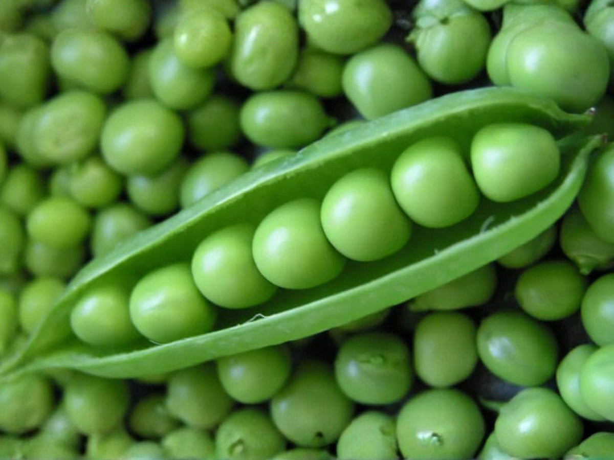 Dwarf Sugar Grey Snow Pea Seeds – Heirloom Edible Pod Vegetable (50 Seeds)