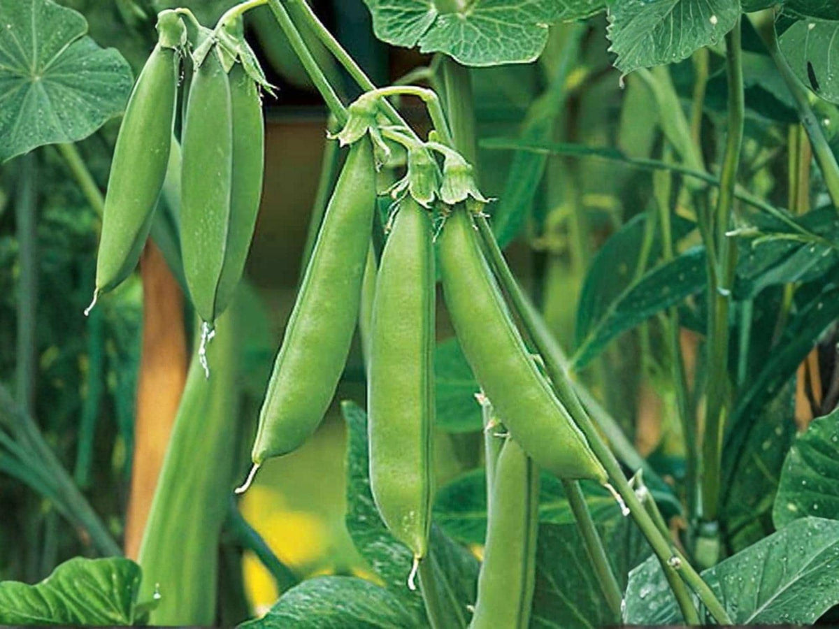 Sugar Snap Pea Seeds – 50 Edible Pod Garden Vegetable Seeds
