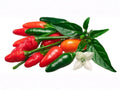 Chile Piquin Hot Pepper Seeds – 25 Pequin Chili Seeds for Fiery Garden Spice