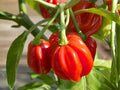 Red Scotch Bonnet Pepper Seeds – 25 Caribbean Hot Chili Seeds for Planting