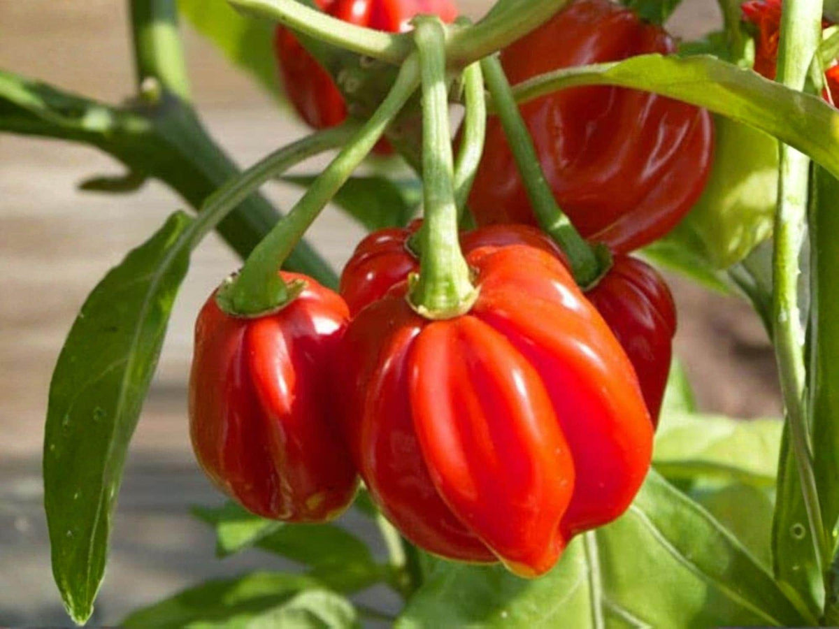 Red Scotch Bonnet Pepper Seeds – 25 Caribbean Hot Chili Seeds for Planting
