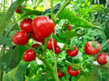 Large Cherry Hot Pepper Seeds – Heirloom Red Chili for Stuffing & Pickling (25 Seeds)