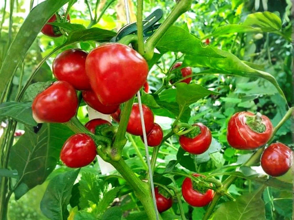 Large Cherry Hot Pepper Seeds – Heirloom Red Chili for Stuffing & Pickling (25 Seeds)