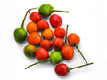25 Chiltepin Pepper Seeds – Wild Heirloom Hot Bird Pepper for Garden Growing
