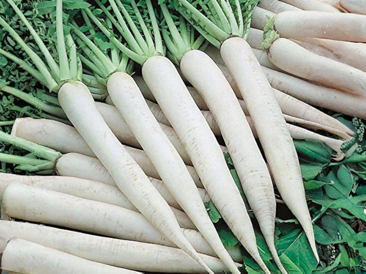 Japanese Minowase Daikon Radish Seeds – Heirloom Long White Vegetable (100 Seeds)