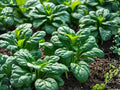 Bloomsdale Long Standing Spinach Seeds – Heirloom Savoy Garden Vegetable (100 Seeds)