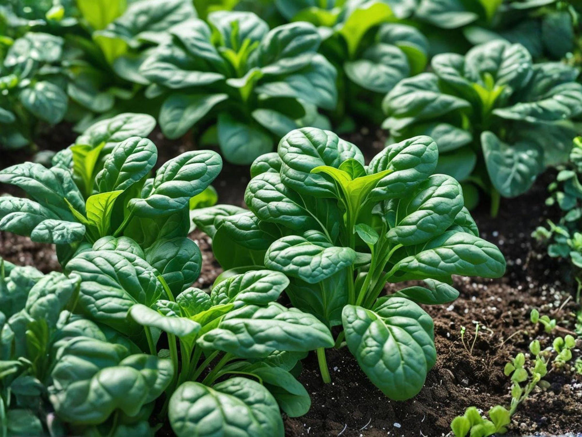 Bloomsdale Long Standing Spinach Seeds – Heirloom Savoy Garden Vegetable (100 Seeds)