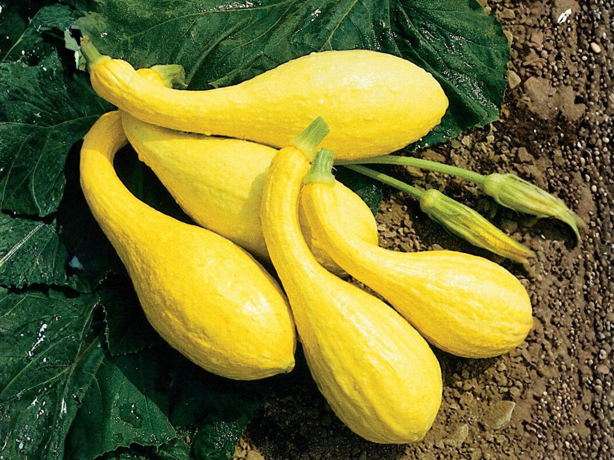 Heirloom Crookneck Squash Seeds – Early Summer Yellow Bush Vegetable (10 Seeds)