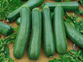 10 Dark Green Zucchini Seeds – Heirloom Summer Squash for Containers