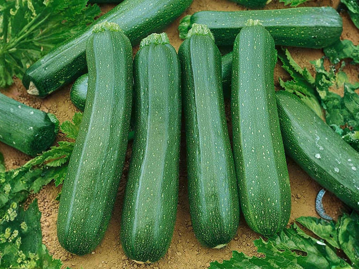 10 Dark Green Zucchini Seeds – Heirloom Summer Squash for Containers