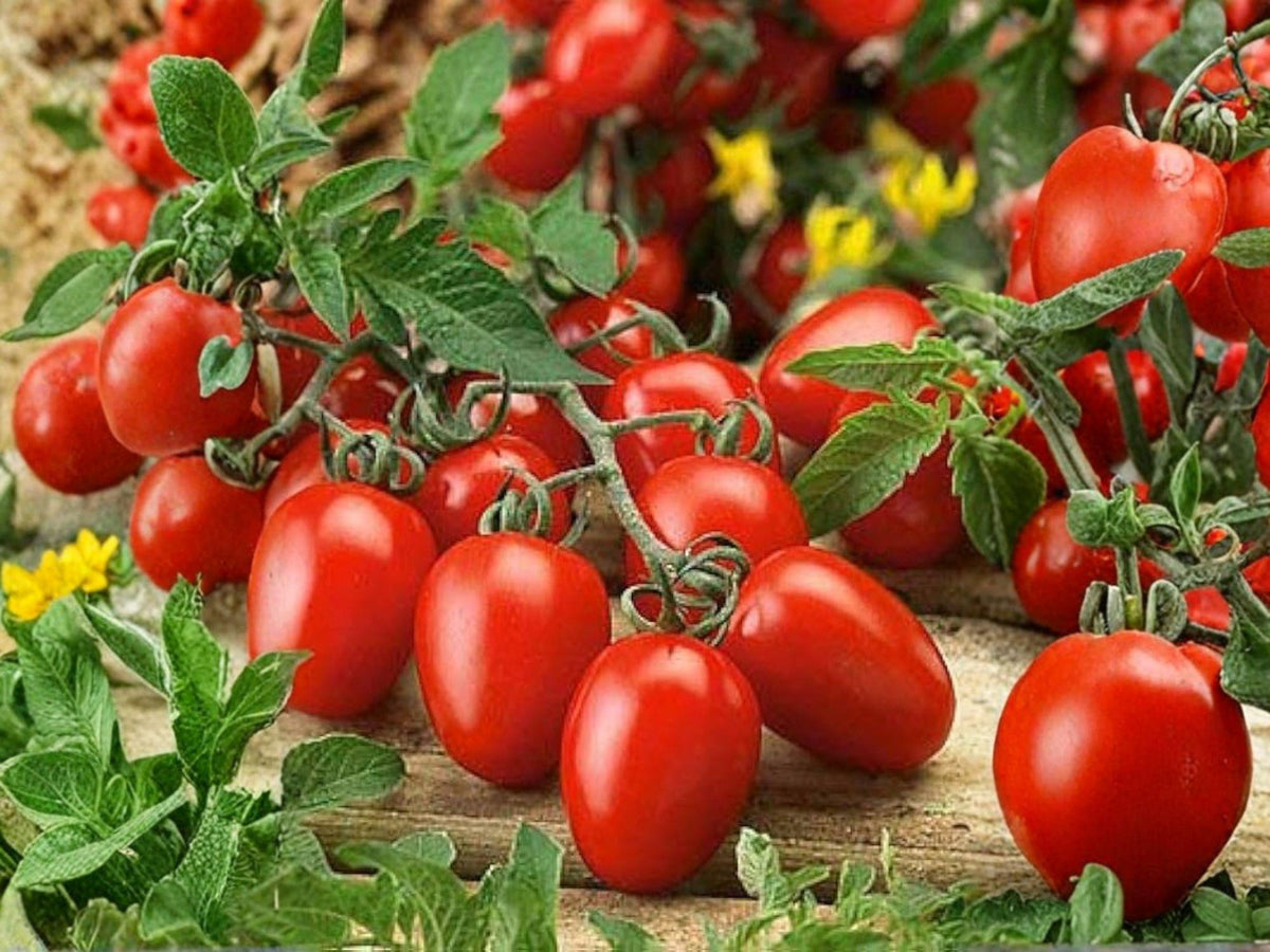 30 Heirloom Roma Tomato Seeds – Meaty Paste Tomato for Sauce & Canning