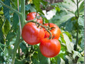 Floradel Tomato Seeds – 30 Heirloom Heat-Tolerant Red Tomato Seeds