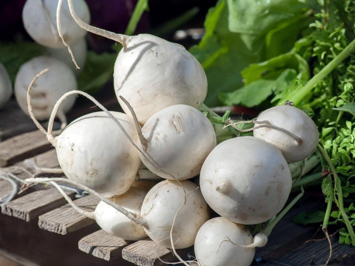 500 Seven Top Turnip Seeds – Heirloom Southern Greens for Fall & Winter Gardens