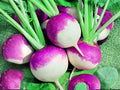 Purple Top White Globe Turnip Seeds – 500 Heirloom Fall Garden Turnips