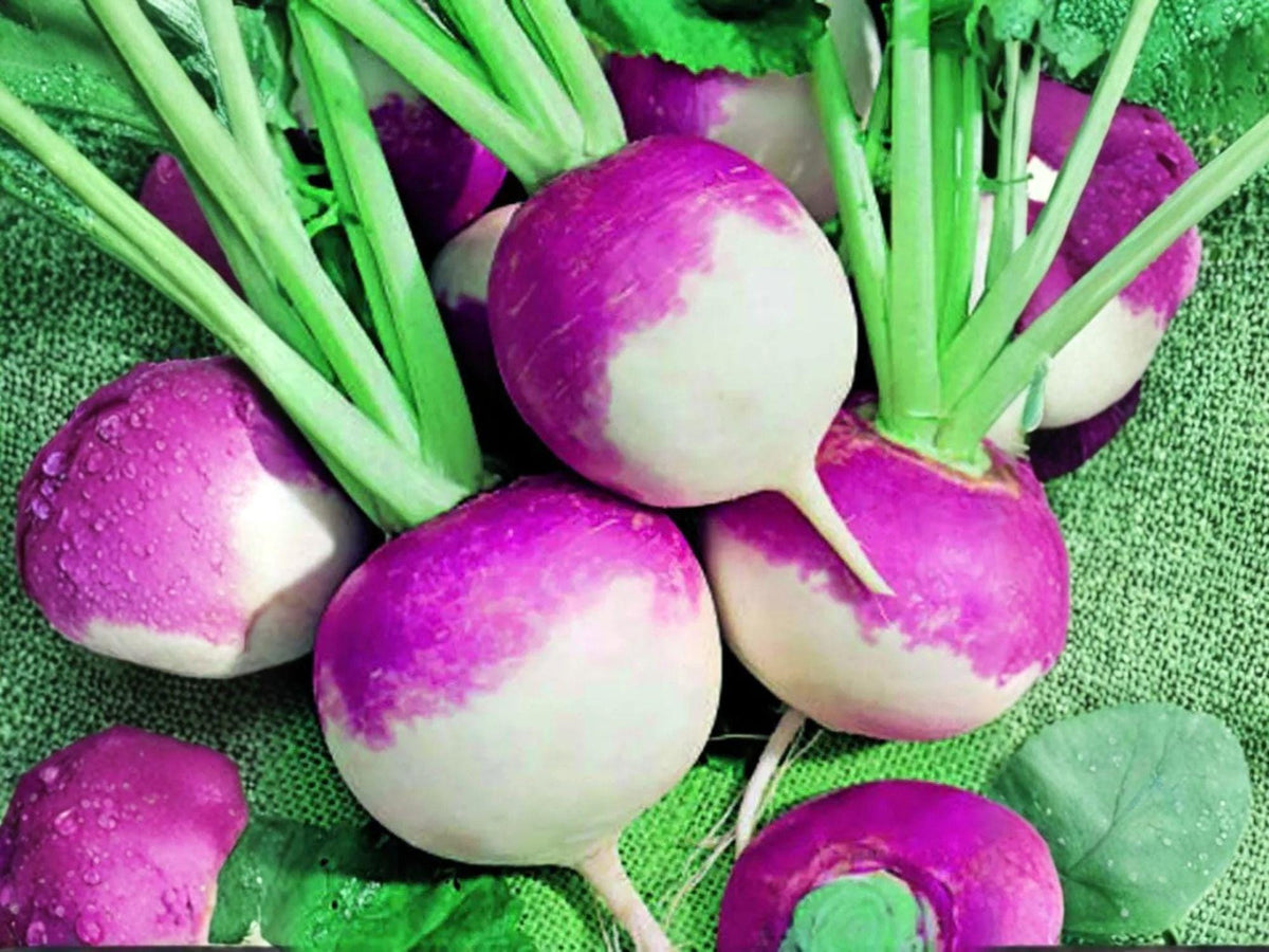 Purple Top White Globe Turnip Seeds – 500 Heirloom Fall Garden Turnips