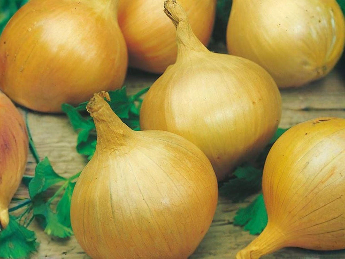 Burrell's Yellow Valencia Onion Seeds – 50 Sweet Spanish Storage Bulbs
