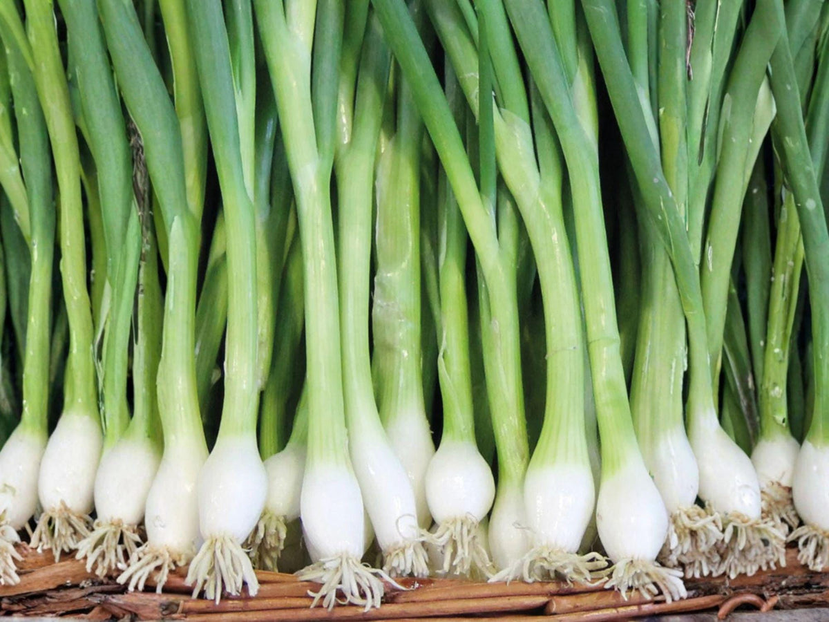 White Lisbon Bunching Onion Seeds – 50 Heirloom Scallion Green Onion Seeds