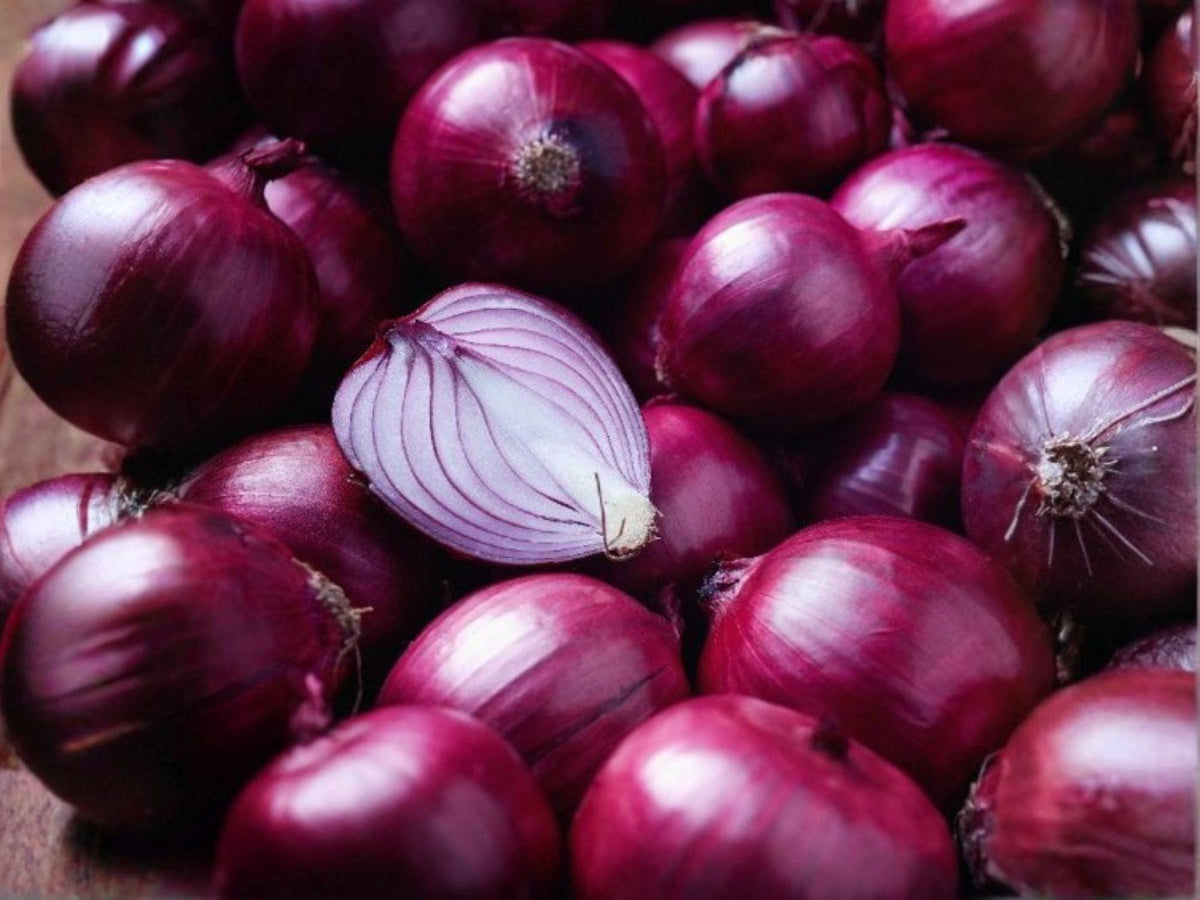 Southport Red Globe Onion Seeds – 50 Heirloom Long Day Red Bulb Seeds
