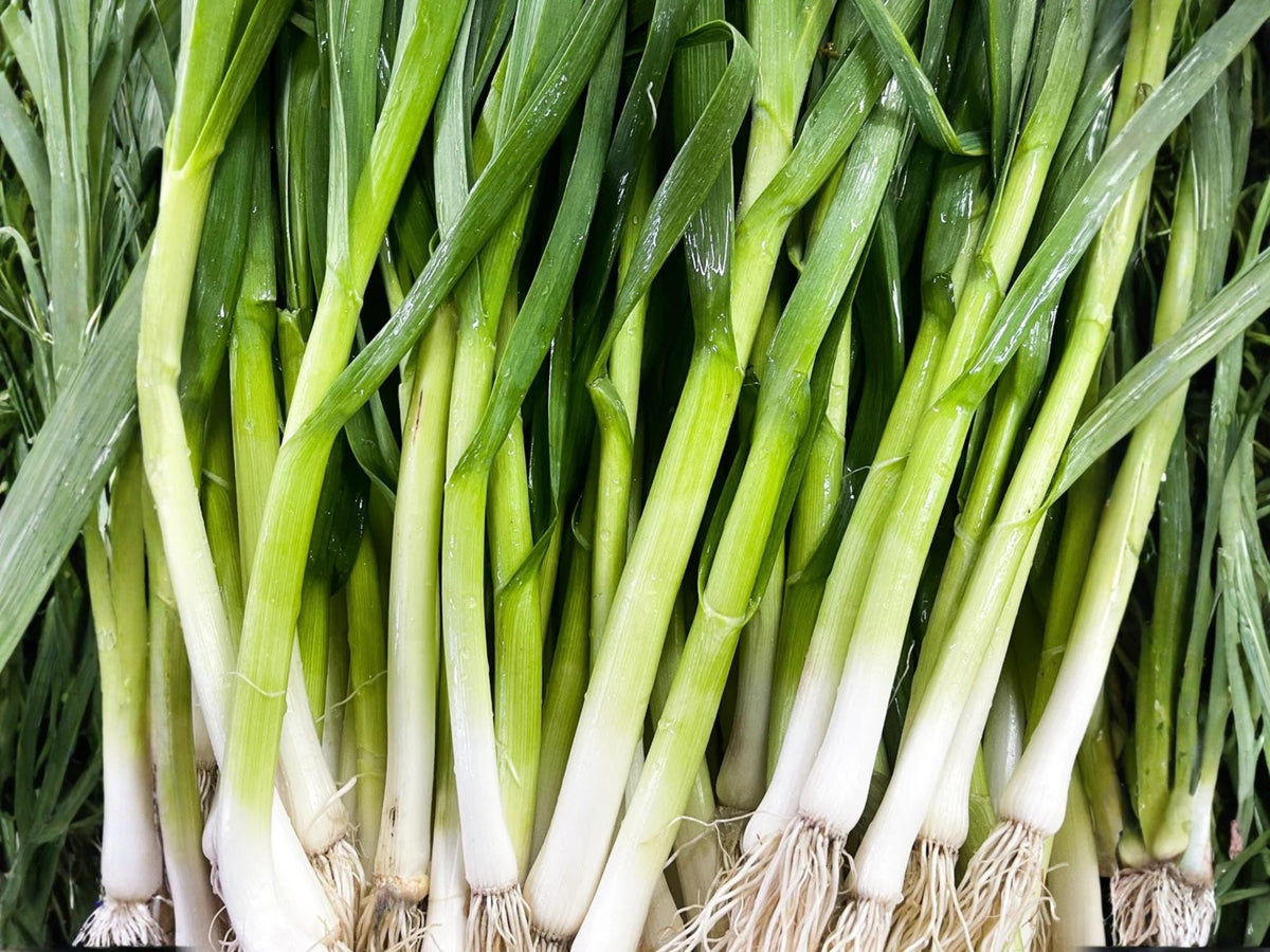 Evergreen Bunching Onion Seeds – Heirloom Scallions, Cold Hardy (50 Seeds)
