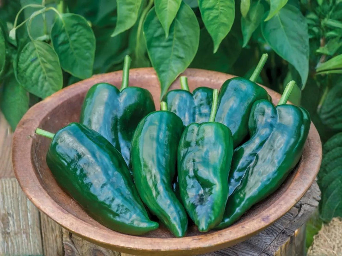 Ancho Poblano Pepper Seeds – Heirloom Mexican Chili for Stuffing & Drying (25 Seeds)