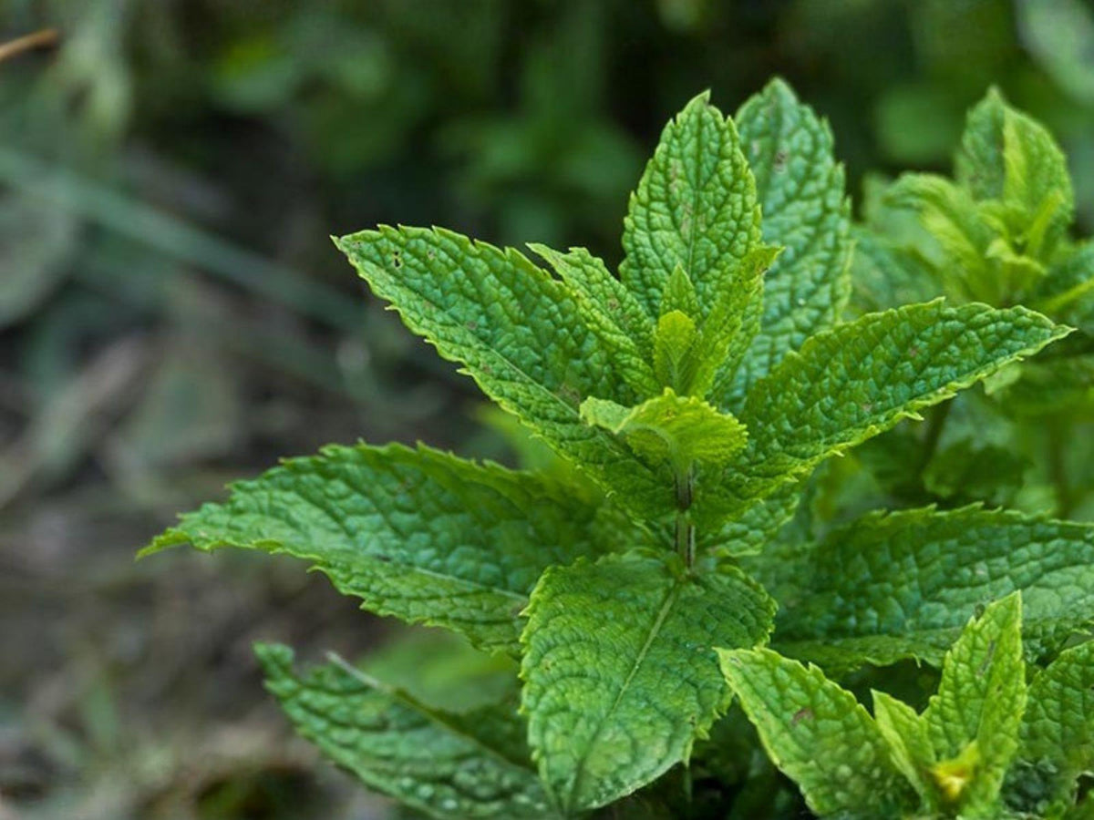 Spearmint Seeds – 100 Heirloom Mint Herb Seeds for Tea & Garden
