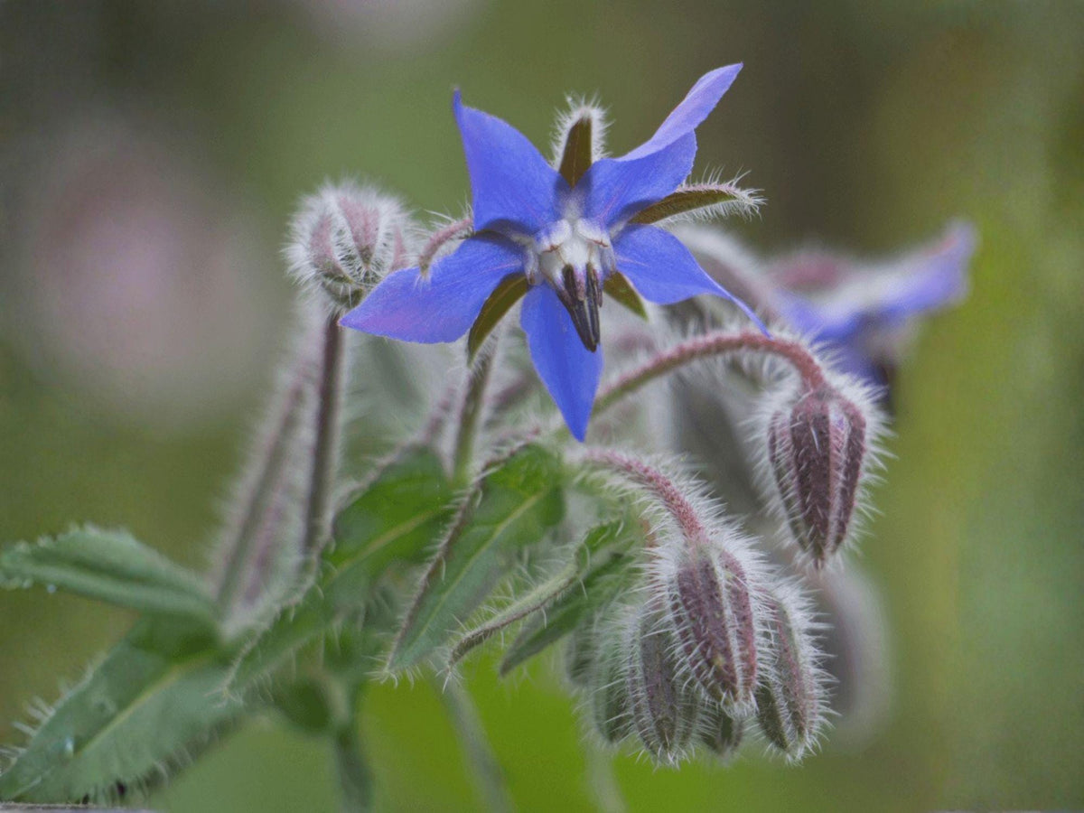 Borage Seeds – 50 Heirloom Starflower Herb Seeds for Pollinator Gardens