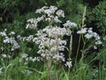 Anise Seeds – Heirloom Herb for Baking & Tea (100 Seeds)
