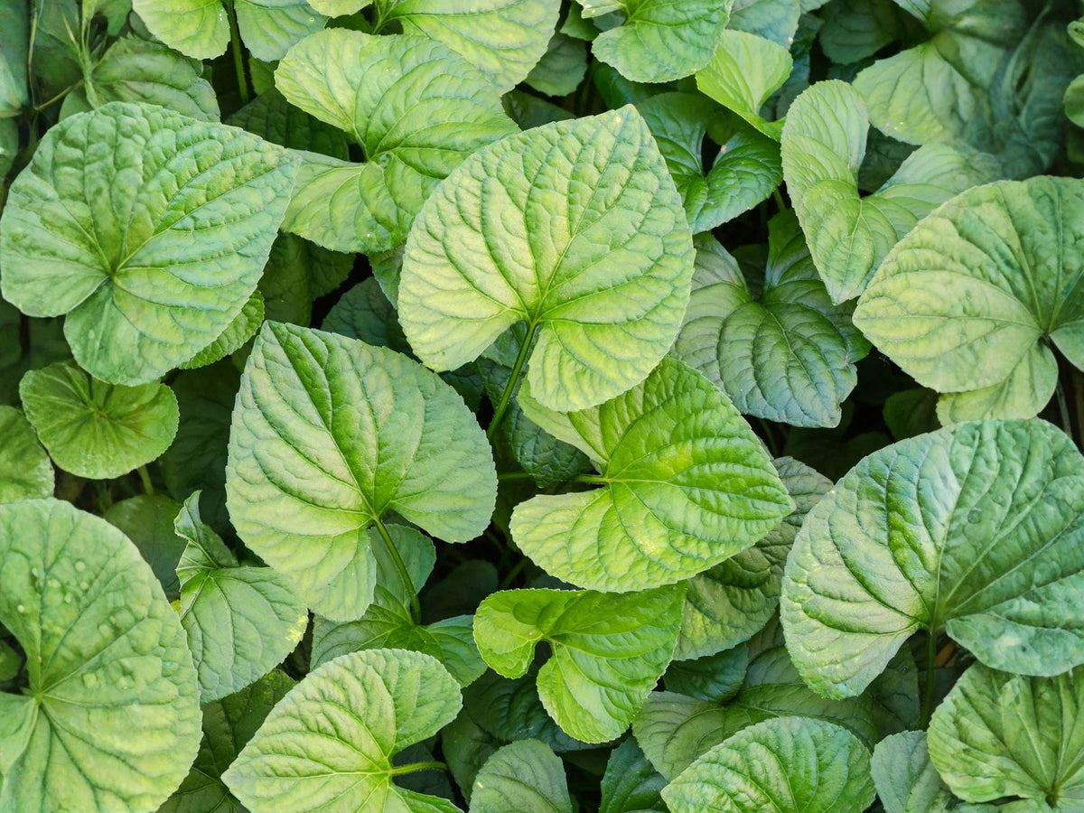 Wild Ginger Seeds – 10 Asarum canadense Native Woodland Herb Seeds