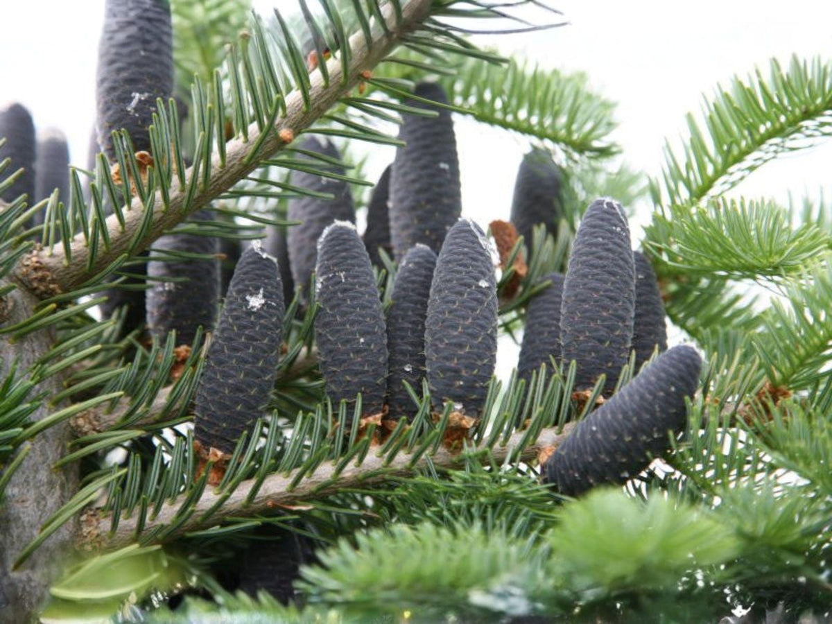 Balsam Fir Seeds – 30 Abies balsamea Evergreen Tree Seeds for Planting