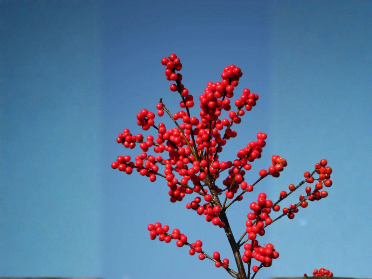 Winterberry Holly Seeds – 25 Ilex Verticillata Native Shrub Seeds