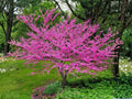 Chinese Redbud Seeds – 10 Cercis Chinensis Flowering Tree Seeds