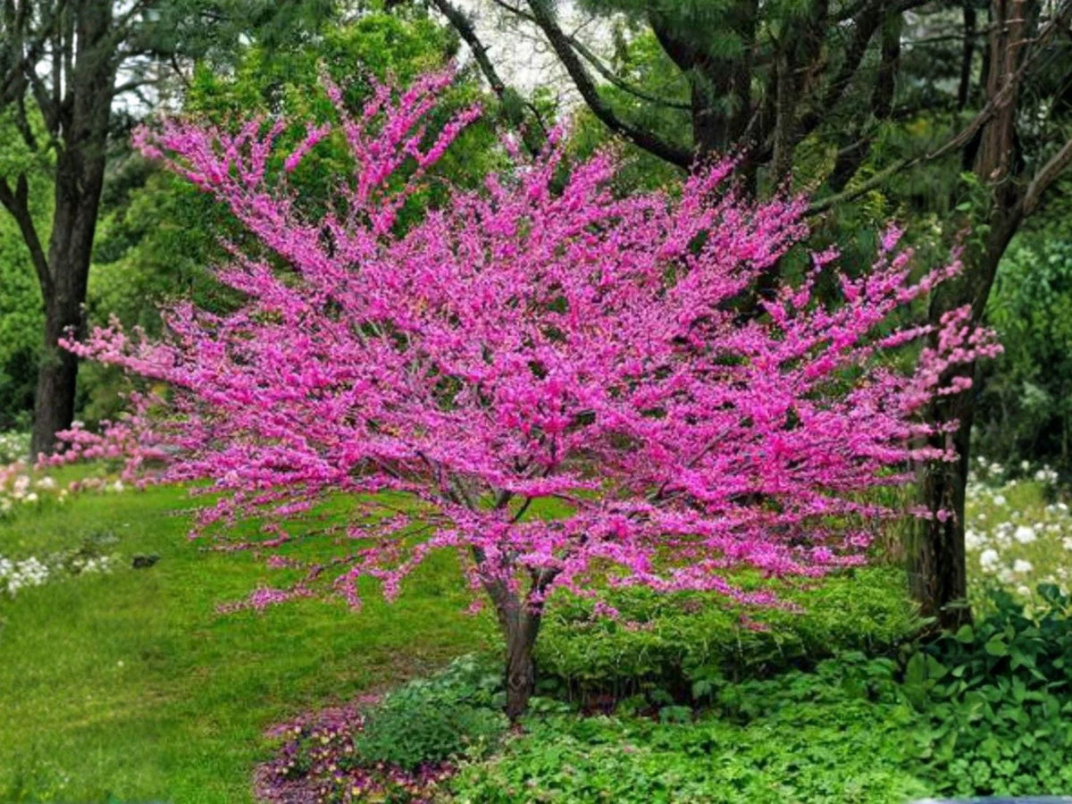Chinese Redbud Seeds – 10 Cercis Chinensis Flowering Tree Seeds